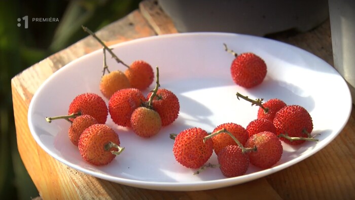 Postav dom, zasaď strom