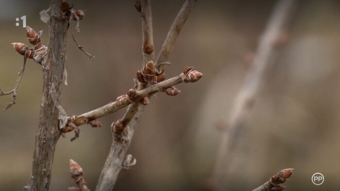 Postav dom, zasaď strom