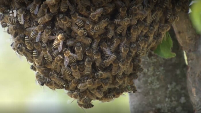 Postav dom, zasaď strom