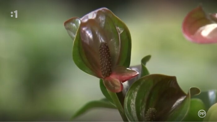 Postav dom, zasaď strom