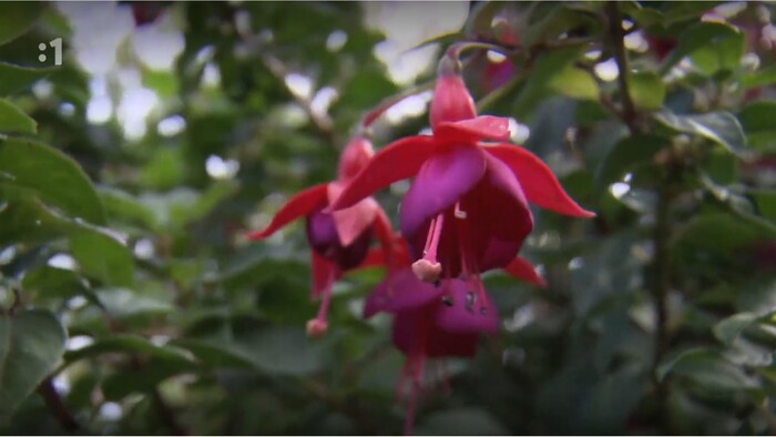 Postav dom, zasaď strom