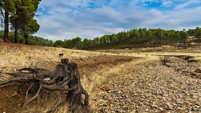 Čínska púšť sa stále viac zelená