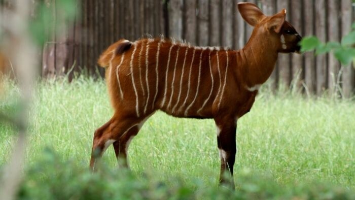 Un bongo mâle du zoo de Bojnice renforcera la population de son espèce au Kenya