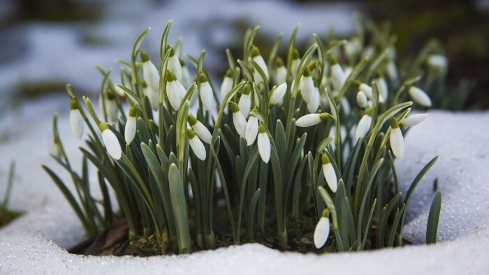 Zamyslenie / Tichá kázeň snežienok