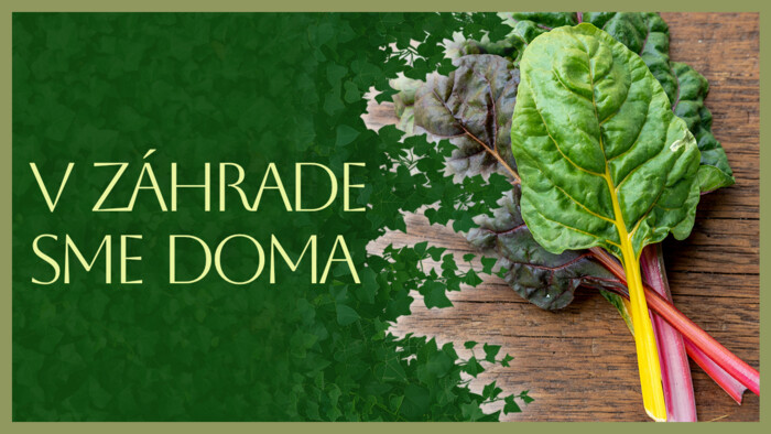 Mangold | V záhrade sme doma