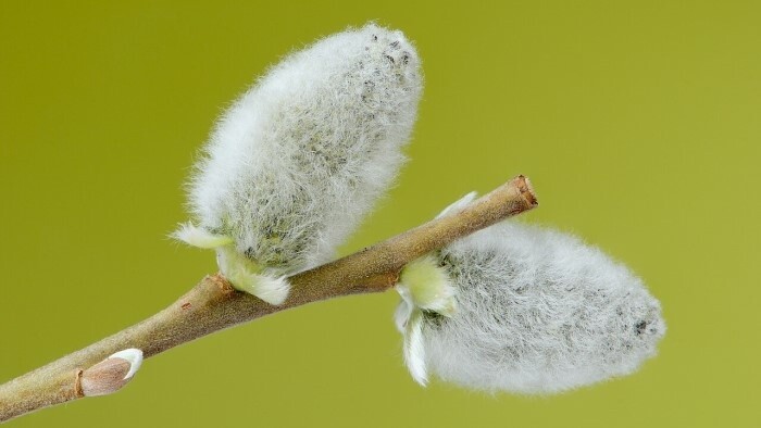 Bahniatka und Brennnesselspinat: Osterbräuche im Einklang mit der Natur
