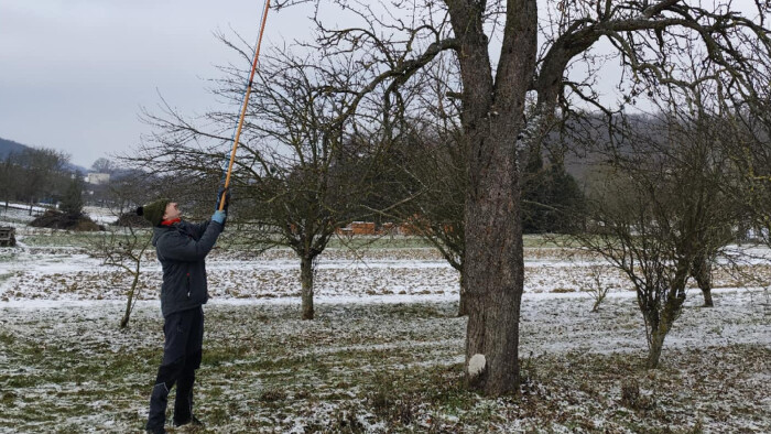 Združenie Fándlyho záhrada zachováva pôvodné druhy ovocných stromov