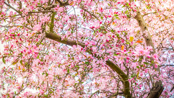 Stromolezec z čerešne – prvoaprílový rozhovor