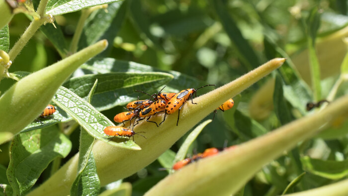 Aj v súčasnosti môže byť hmyz obrovský