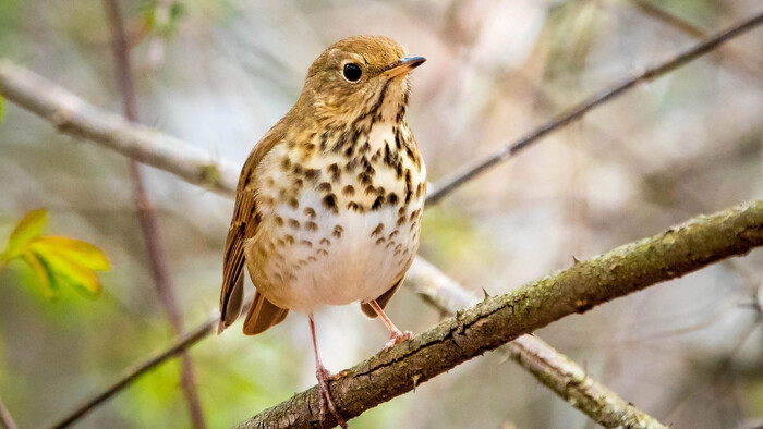 Deň vtákov – jarné prílety a pozorovania