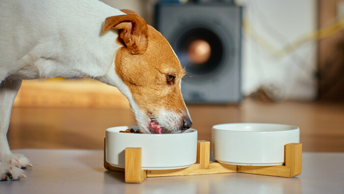 Naše zvieratá nie sú smetný kôš