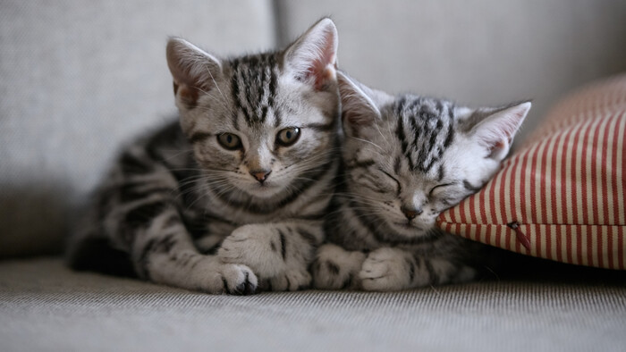 Mačky pasty na chlpy nepotrebujú