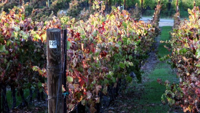 Ochorenie “zlaté žltnutie viniča” 