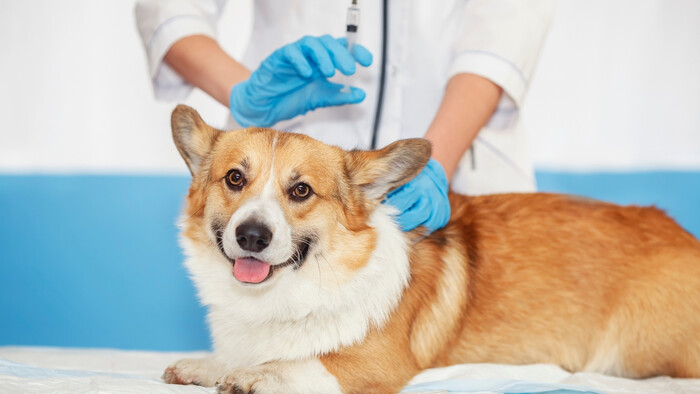 Očkovanie proti kotercovému kašľu