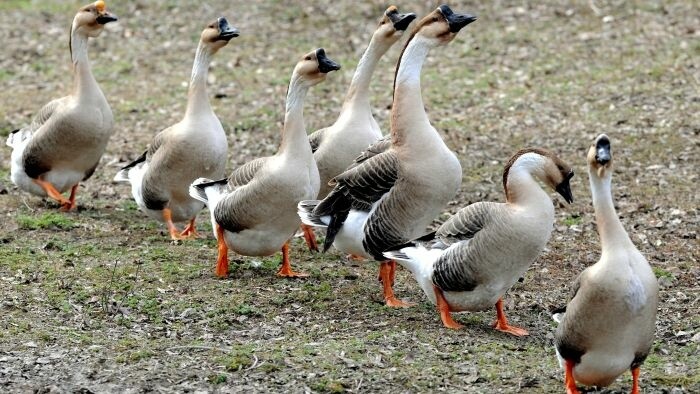 El 1 de abril es el Día Internacional de las Aves