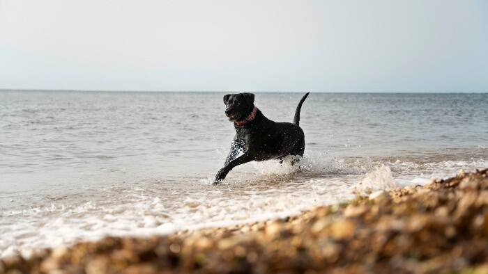 Očkovanie psa a dovolenka na Jadrane 