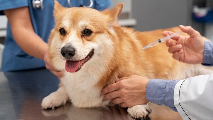 Nepovinné očkovanie proti psinkovému komlexu