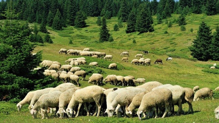 Ceny mäsa aj výrobkov z ovčieho mlieka z roka na rok stúpajú
