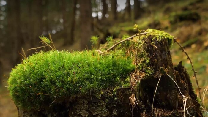Sledujte opačný príbeh návratu divokej prírody aj na našom území. Život v Karpatoch očarí