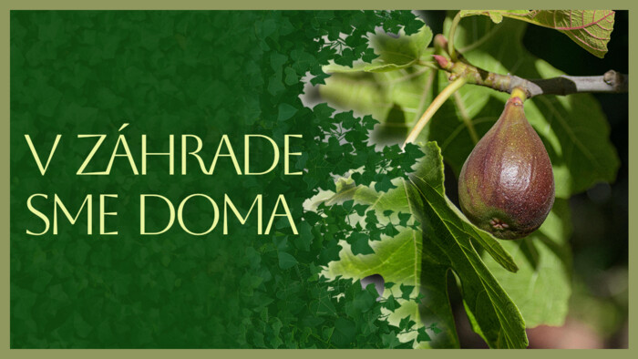 Figovník | V záhrade sme doma
