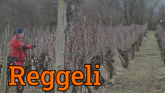 Már több mint 100 hektár szőlőültetvényt kellett felszámolni