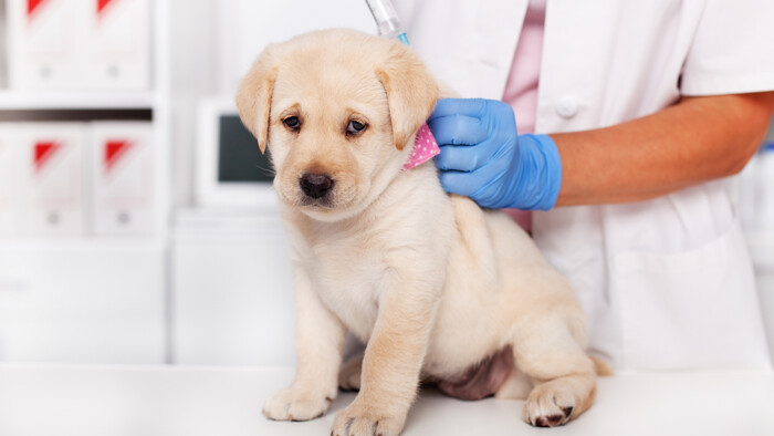 Je potrebné očkovanie proti borelióze?