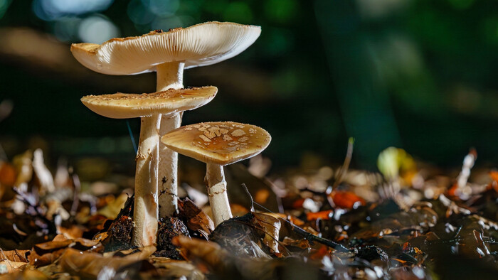 Rastliny a huby si odovzdávajú informácie