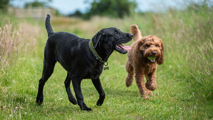 Je lepšie mať dva psy 