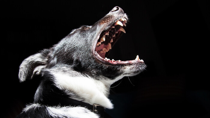 Keď je pes agresívny na človeka