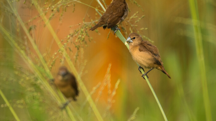 100 rokov ornitológie