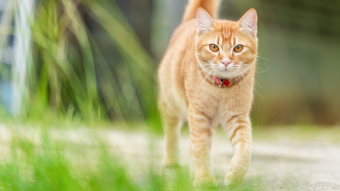 Venčenie mačky je fajn 