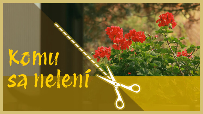 Pestovanie muškátov | Komu sa nelení