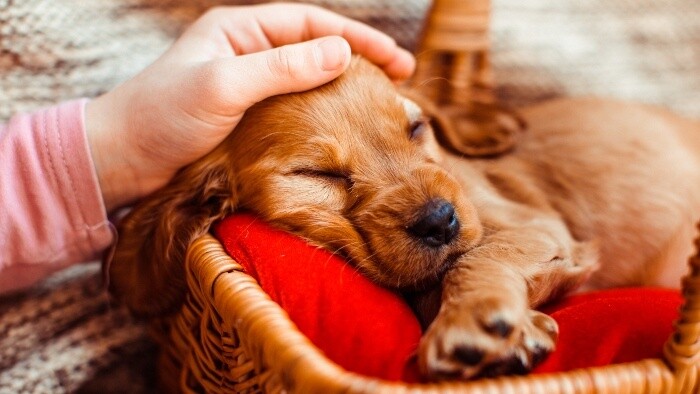 Zvieratko ako terapia