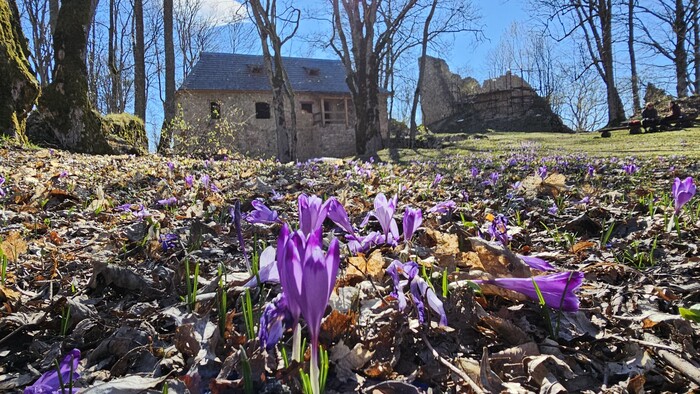 Rozkvitnutý šafran na Muránskom hrade.jpg