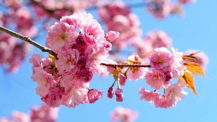 Festival der Sakura und Kunst