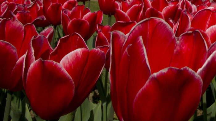 V znamení červených tulipánov