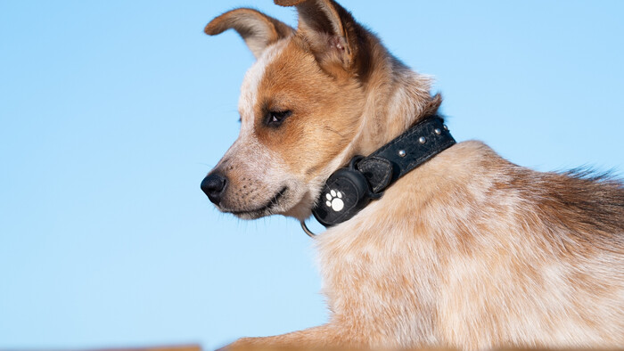 Obojok na diaľkové ovládanie nie je pre každého 