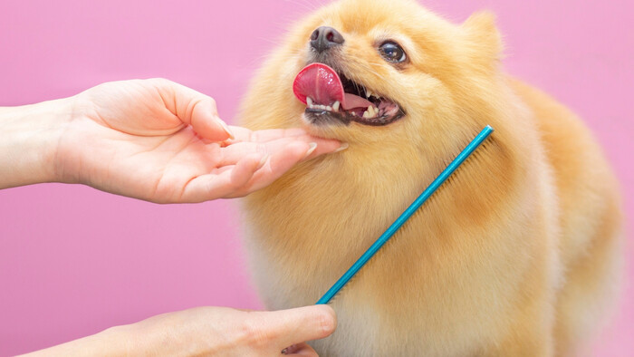 Psa netreba priveľmi vyčesávať