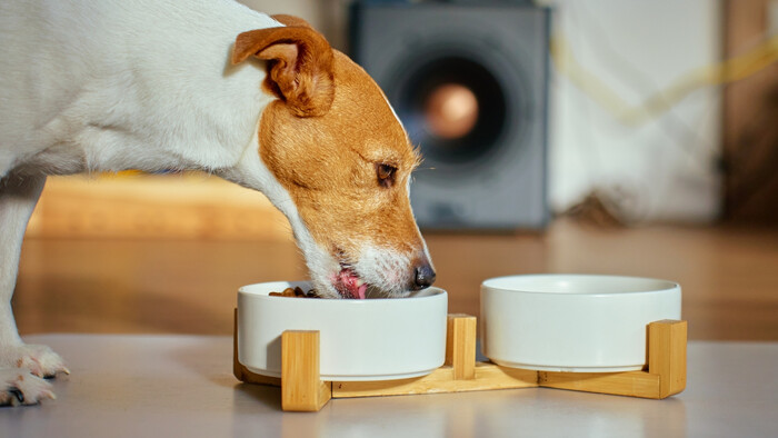 Ako často má jesť pes?