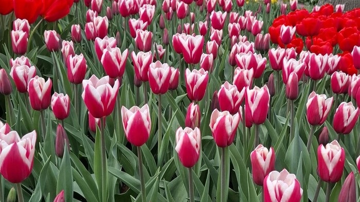 keukenhof2_KarolinaKucerova.jpeg