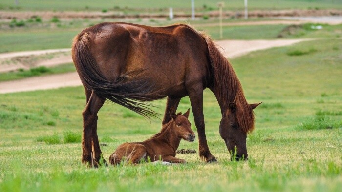 V Estónsku úspešne naklonovali koňa