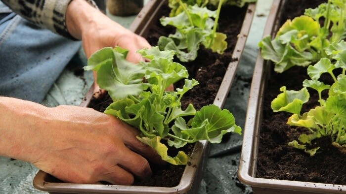 Zamyslenie / Nerásť prirýchlo