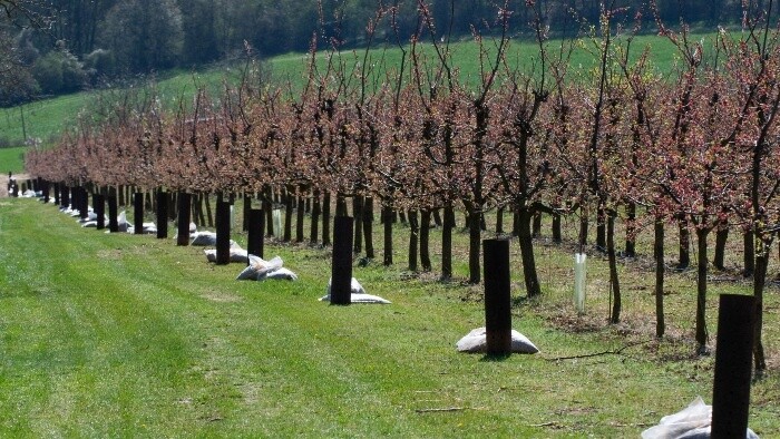 Koľko mínus znesú kvitnúce stromy?