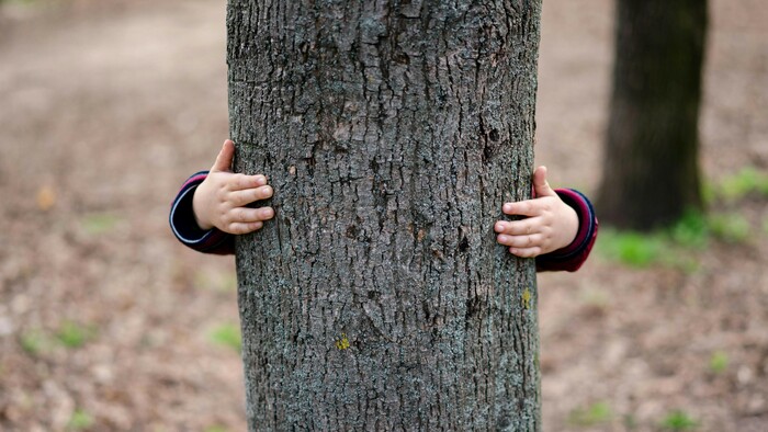 Pôrodnosť na Kysuciach ocenili vysadením 300 stromov