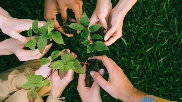 Adoptuj si svoj strom
