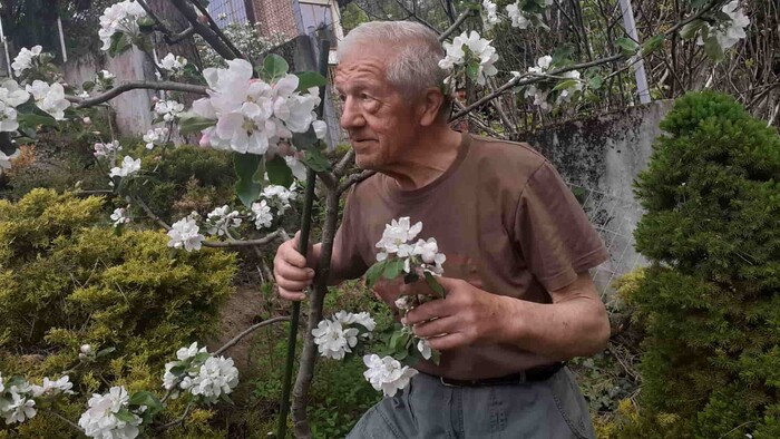 strom jabloň-Stanislav-Háber