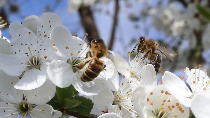 Zamyslenie / Nielen krása