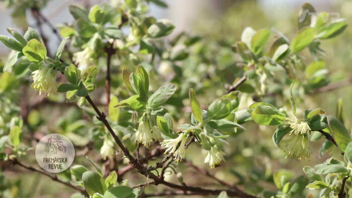 Zemolez | Sobota s Jánom Škorňom
