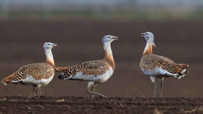 Vták roka 2026: Drop veľký