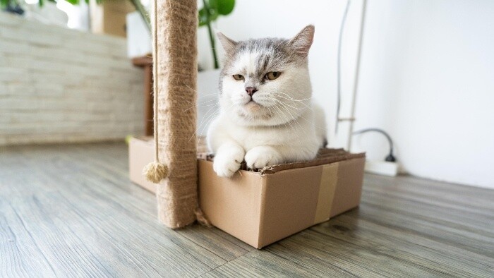 Prečo mačky milujú krabice a tašky?